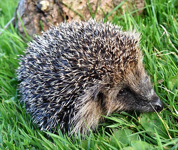 Hetty The Hedgehog