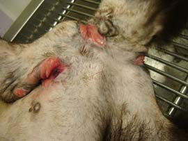 The wounds have been cleaned at the vets