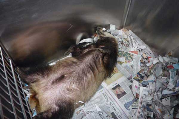Adult Female Badger Hit By A Car