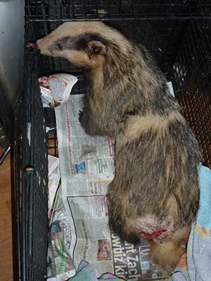 Our original 'white' badger with a normal coloured badger boy