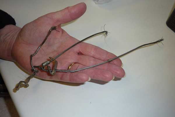 Our original 'white' badger with a normal coloured badger boy