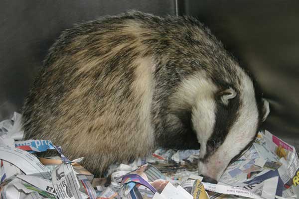 Our original 'white' badger with a normal coloured badger boy
