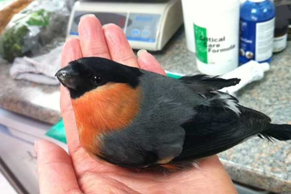 Magpie Caught By Cat