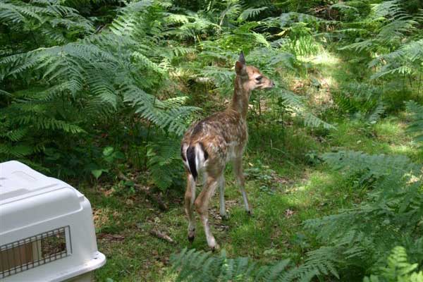 Fallow Fawn Being Released After A Road Accident