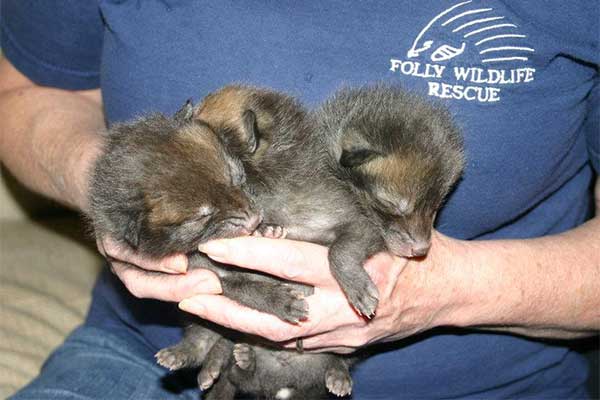 Fox Cubs