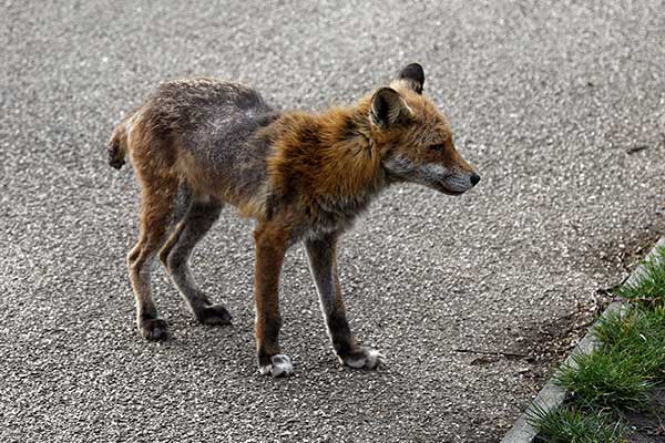 Fox With Mange