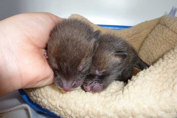 The vets examine the damage done to this Badger by the plastic mesh wrapped around its body