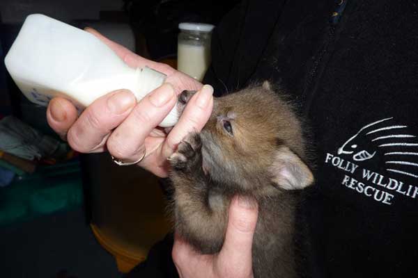 The vets examine the damage done to this Badger by the plastic mesh wrapped around its body