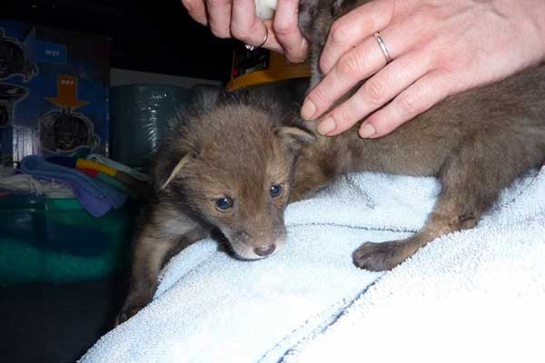 The vets examine the damage done to this Badger by the plastic mesh wrapped around its body