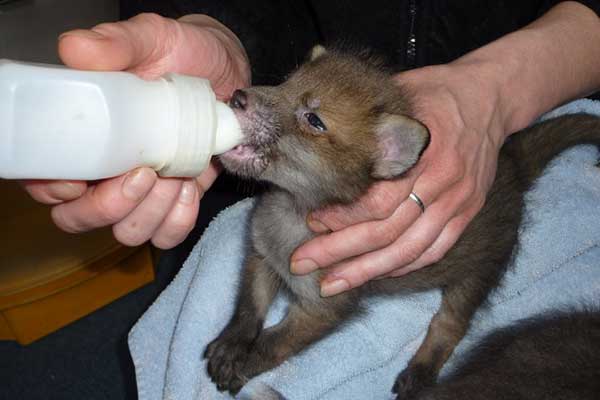 The vets examine the damage done to this Badger by the plastic mesh wrapped around its body