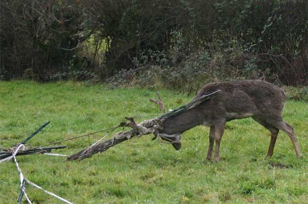 Stock Fencing, Electric Fencing