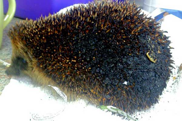 Hedgehog with mange