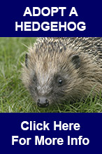 Adopt A Hedgehog