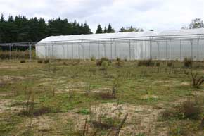 Polytunnel Number One
