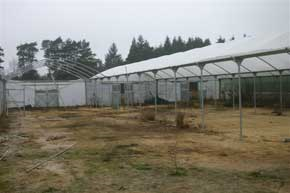 Polytunnel Number Two