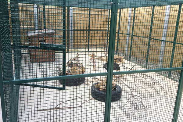 The Badger Enclosure Fitted Out