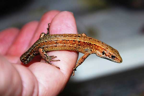 Common Lizard