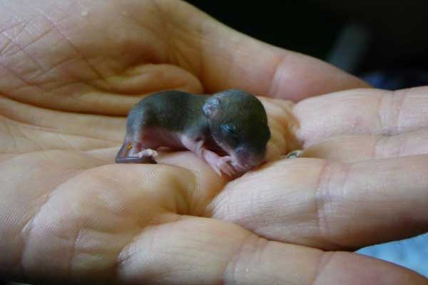 Baby Field Mouse