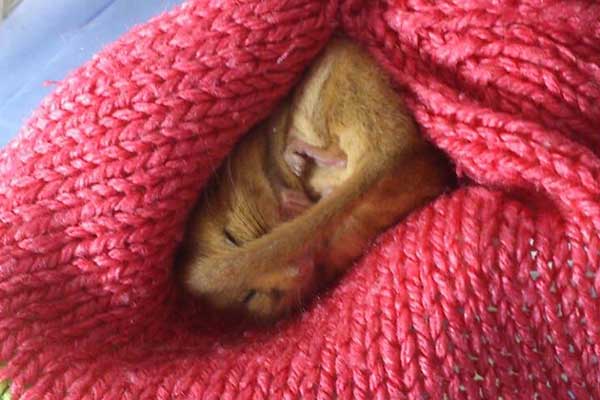 Female Dormouse
