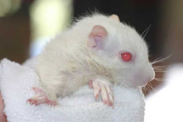 Albino Squirrel