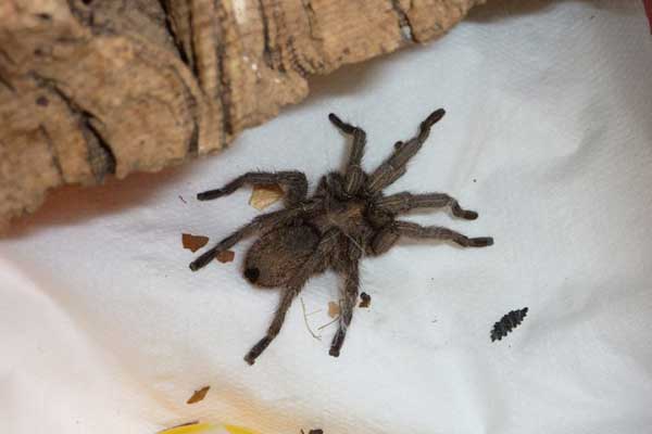 Tarantula Type Spider