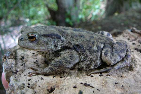 Tarantula Type Spider