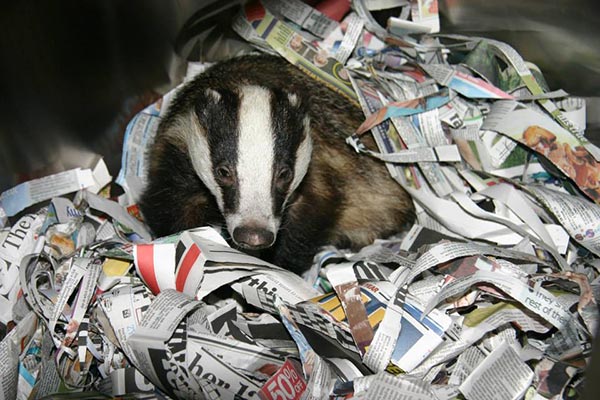 Badger