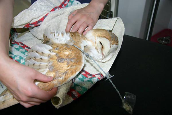 Barn Owl