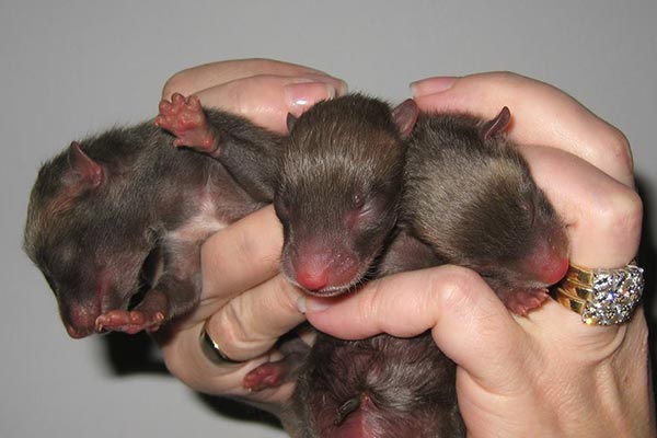 Fox Cubs