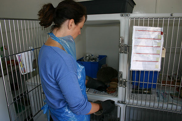 Hospital Care Volunteer