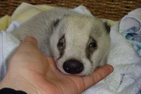 White Badger Cub at Folly Wildlife